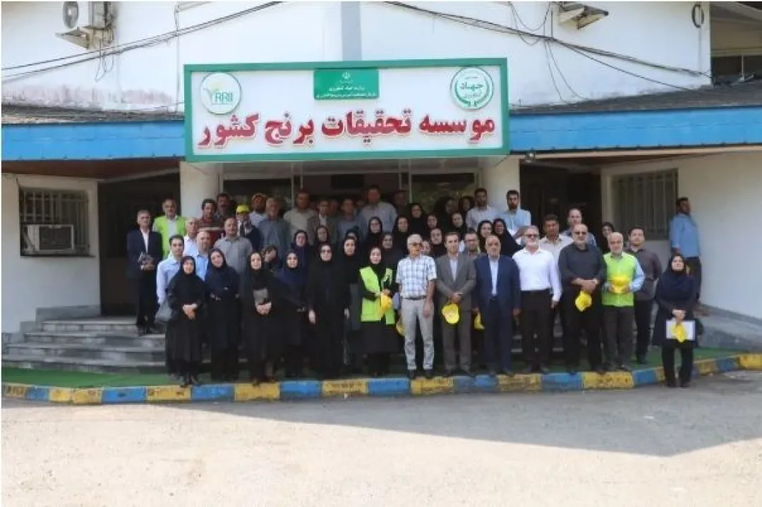 جهش تولید برنج در گیلان؛ گامی بلند به سوی خودکفایی، اشتغال و کشاورزی پایدار