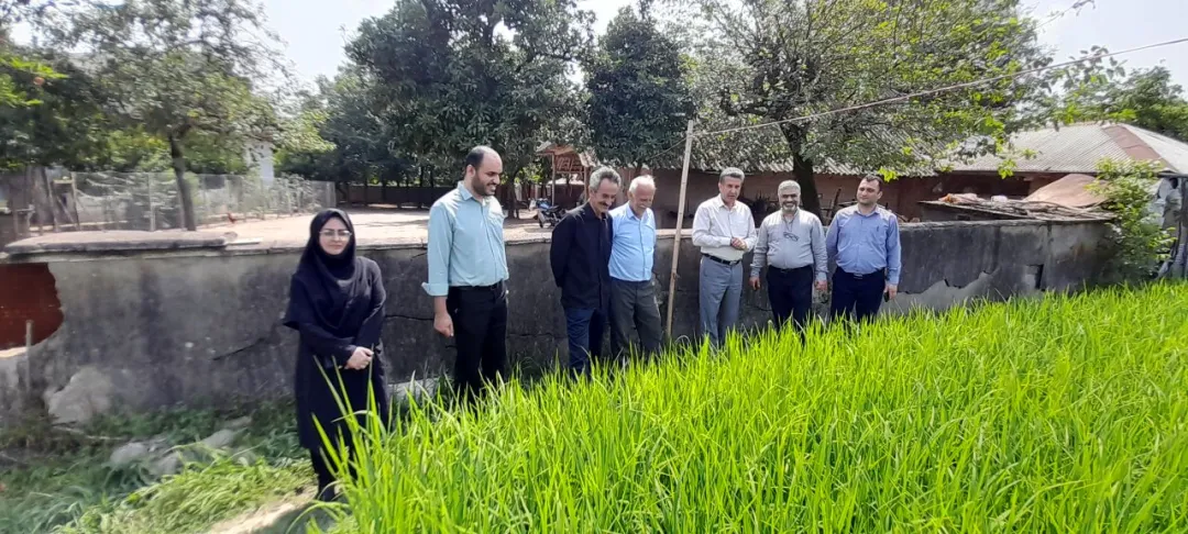 جهش تولید برنج در گیلان؛ گامی بلند به سوی خودکفایی، اشتغال و کشاورزی پایدار