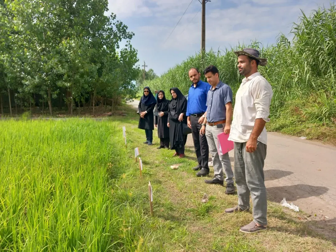 جهش تولید برنج در گیلان؛ گامی بلند به سوی خودکفایی، اشتغال و کشاورزی پایدار