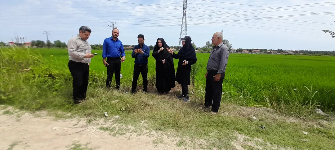 جهش تولید برنج در گیلان؛ گامی بلند به سوی خودکفایی، اشتغال و کشاورزی پایدار