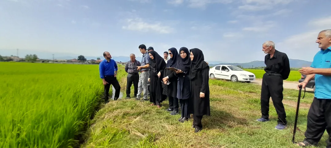 جهش تولید برنج در گیلان؛ گامی بلند به سوی خودکفایی، اشتغال و کشاورزی پایدار