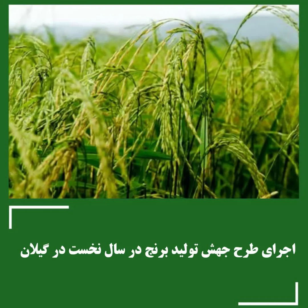 جهش تولید برنج در گیلان؛ گامی بلند به سوی خودکفایی، اشتغال و کشاورزی پایدار