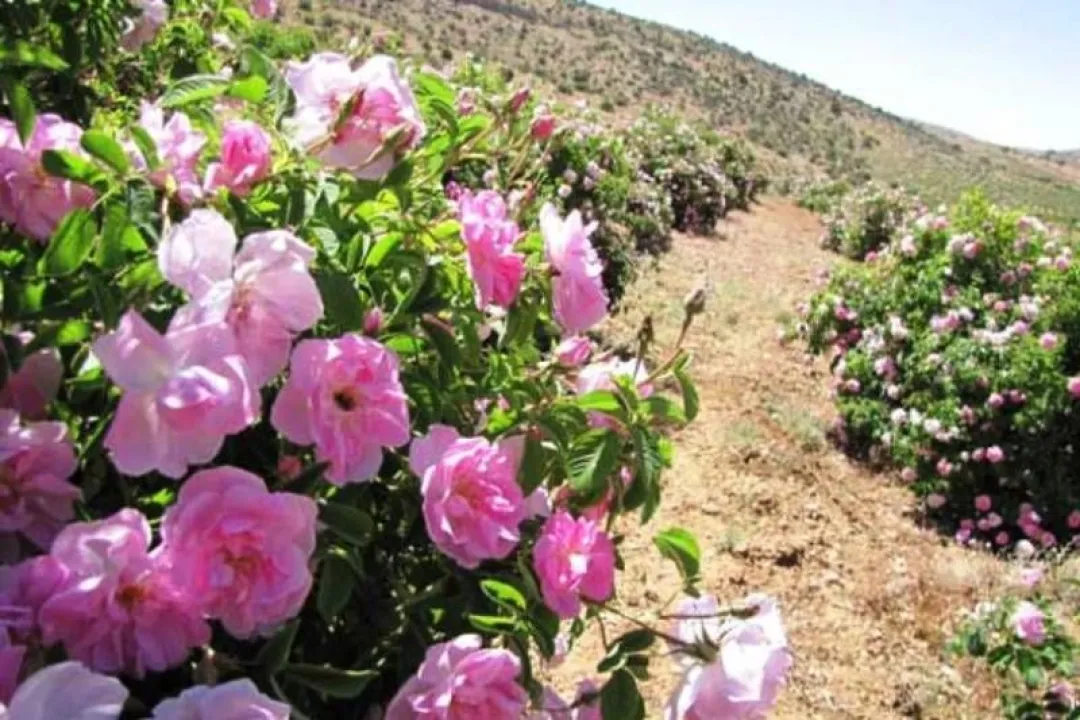 علمی سازی کشت گیاهان دارویی