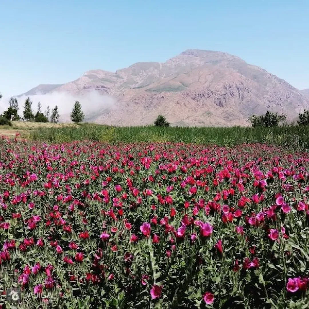 علمی سازی کشت گیاهان دارویی