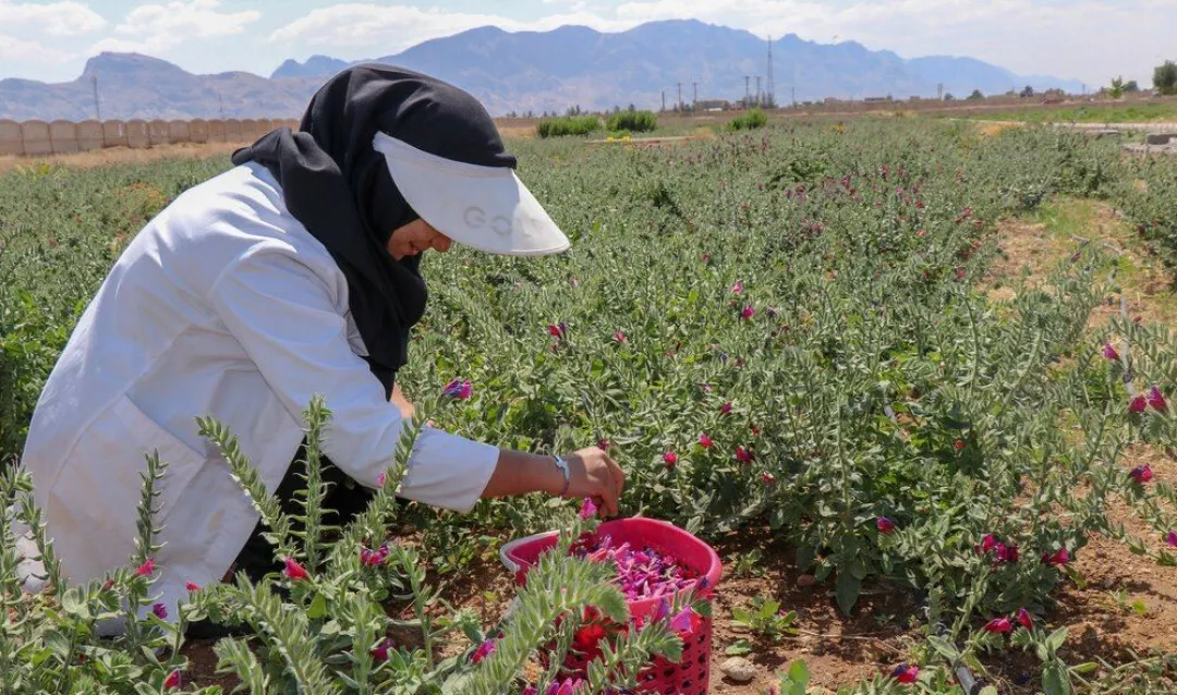 علمی سازی کشت گیاهان دارویی