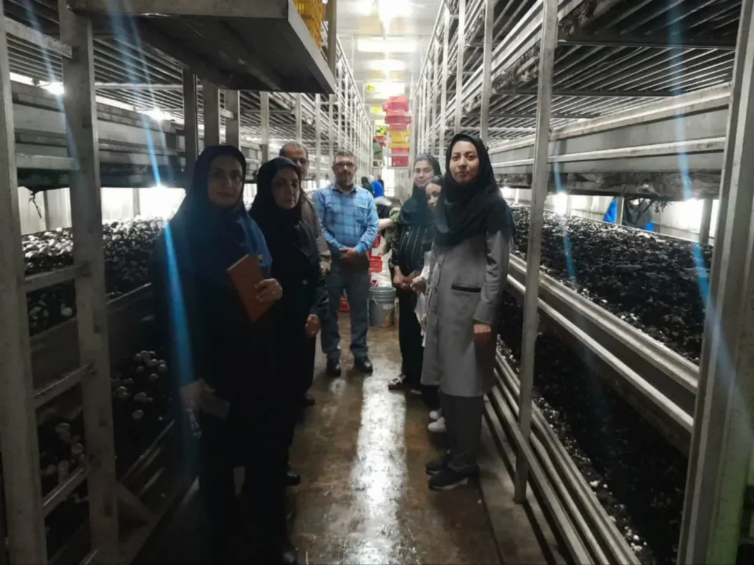 واحد پرورش قارچ کلش طالشان پسیخان در مسیر معرفی به عنوان واحد نمونه کشاورزی