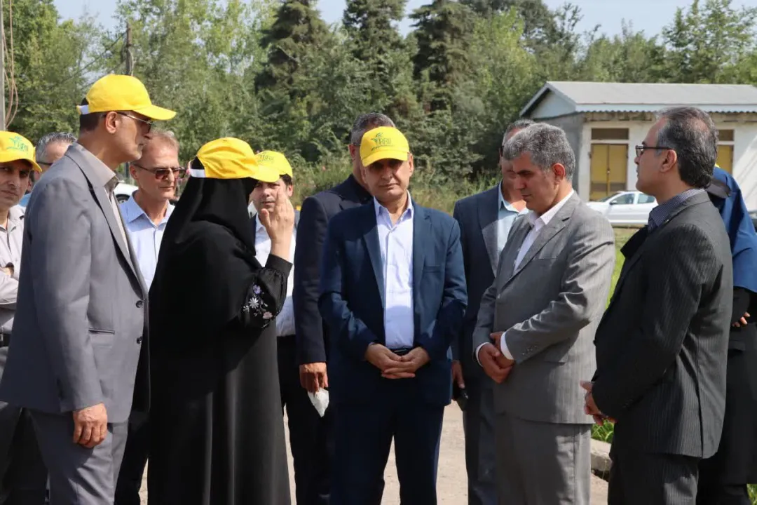 رونمایی از سه گونه جدید برنج پرمحصول در گیلان؛ گامی بلند در خودکفایی و امنیت غذایی